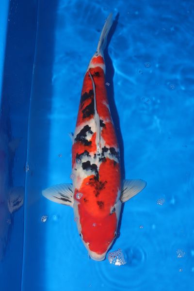 B-07 as nisai, August 2026