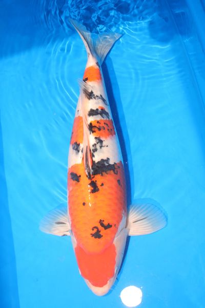 T-08 as nisai, August 2026