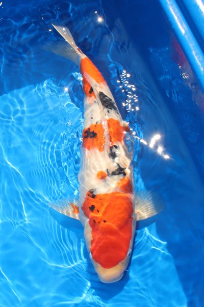T-11 as nisai, August 2026
