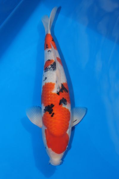 T-15 as nisai, August 2026