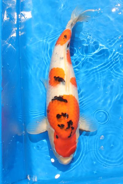 T-16 as nisai, August 2026