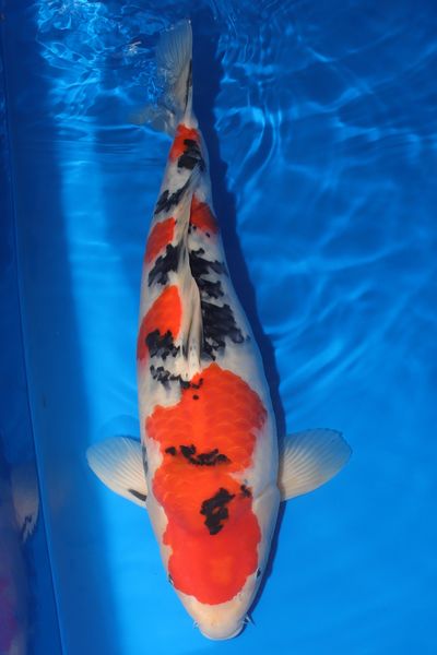 T-20 as nisai, August 2026
