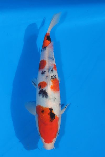 T-25 as nisai, August 2026
