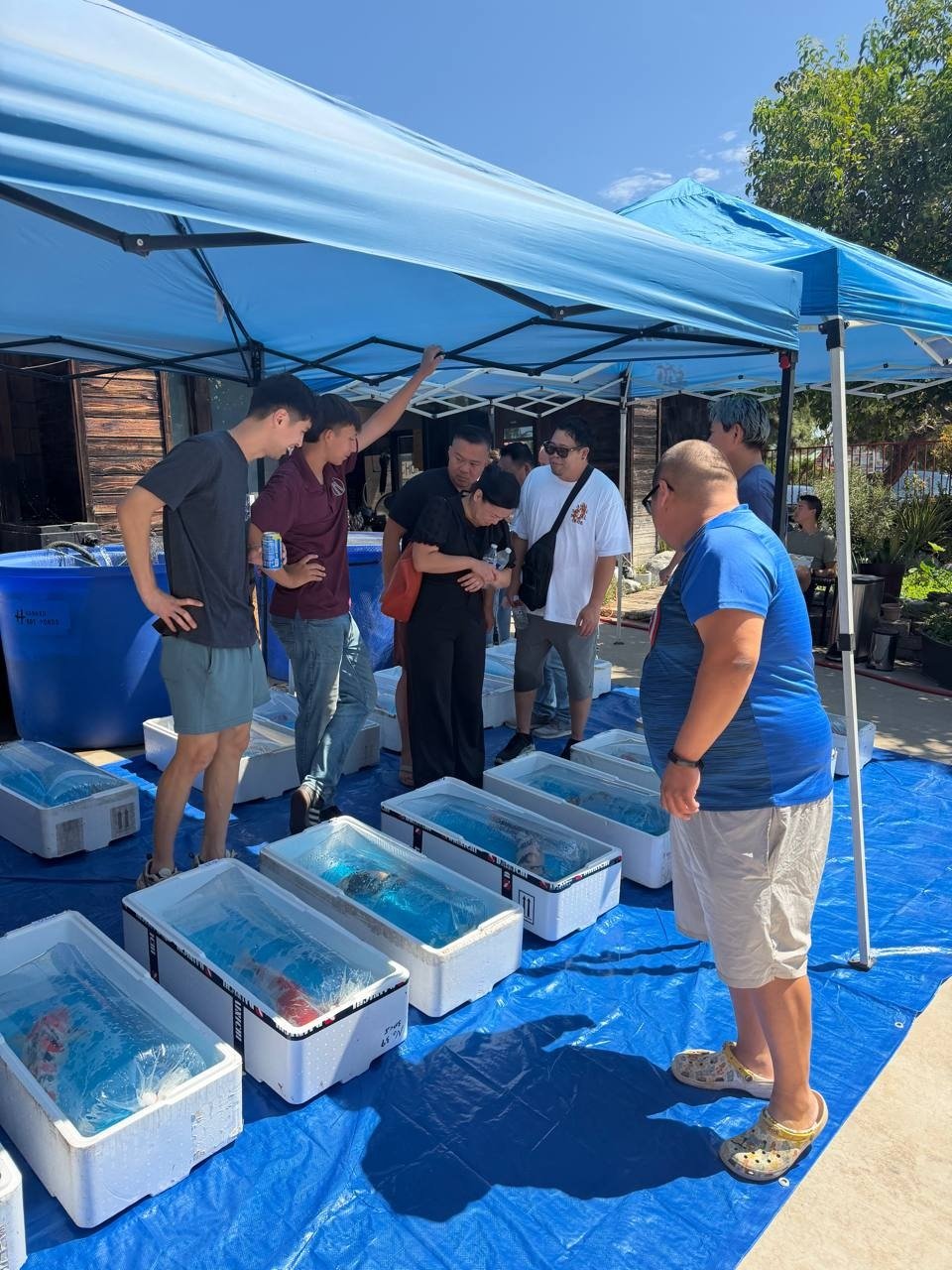 Growers gathered under the tents at Mystic Koi, looking over the returned koi in their tubs