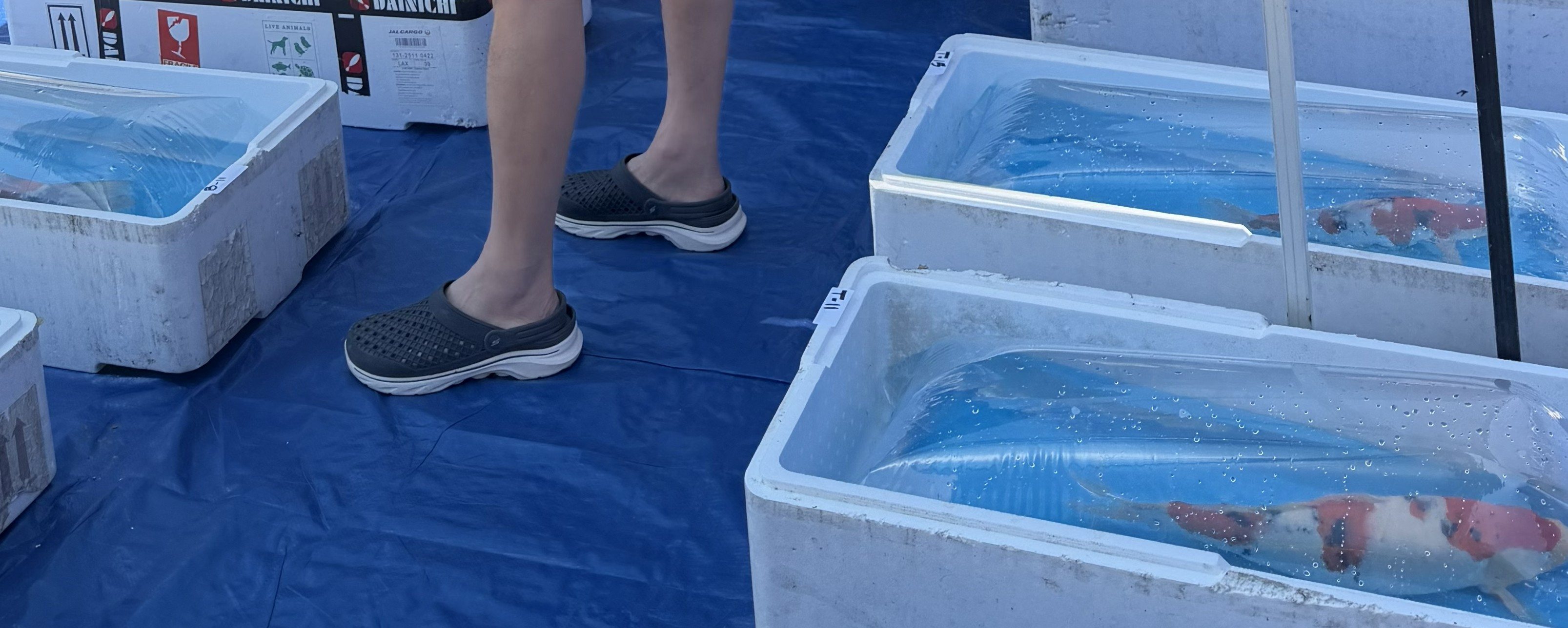 Koi in shipping boxes on the blue tarp at the end of judging day